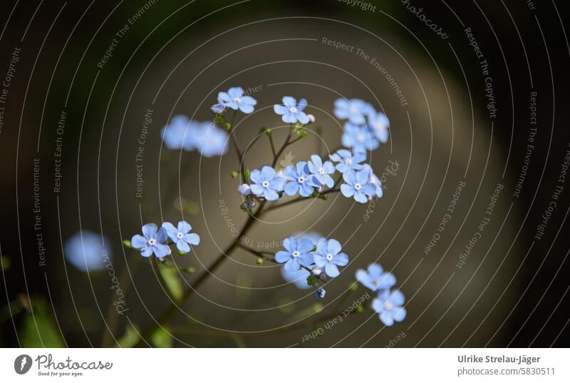 Frühling | Vergissmeinnicht Frühlingserwachen Romantik Blütenblätter Frühlingsgefühl romantisch Natur nah fein Frühlingsblumen blühen blühende Frühlingsblumen