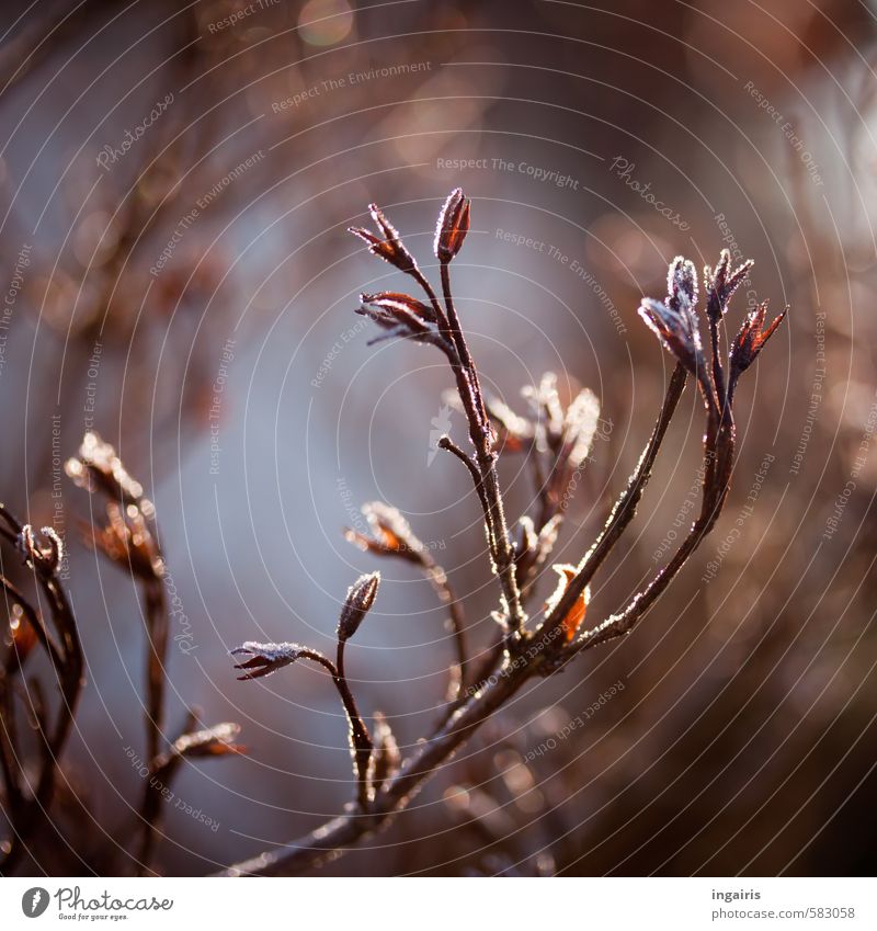 Frozen Natur Pflanze Himmel Winter Klima Eis Frost Sträucher Blüte Garten glänzend leuchten dehydrieren natürlich trocken blau braun Stimmung kalt