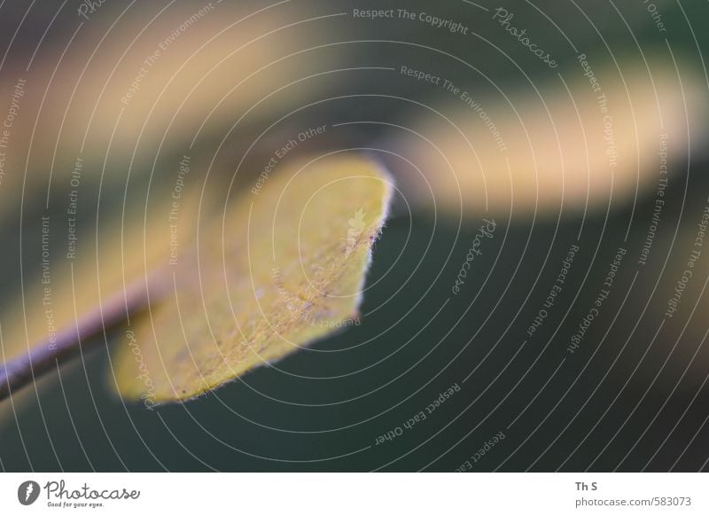 Blatt Umwelt Natur Pflanze ästhetisch authentisch nah grün schön Gelassenheit geduldig ruhig harmonisch Farbfoto Außenaufnahme Makroaufnahme Textfreiraum rechts