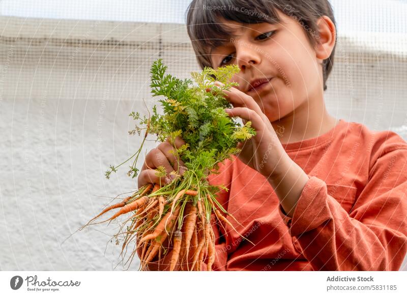 Junger Junge hält genüsslich frisch gepflückte Möhren Garten Kind jung organisch Gemüse Ernte Freude Neugier Inhalt Natur grün Gesundheit Lifestyle Frühling