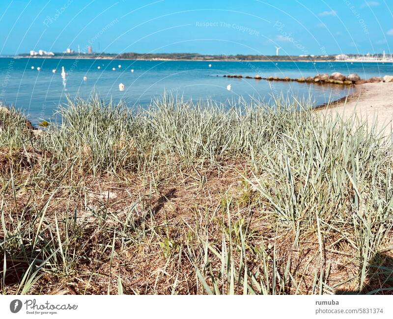 Strand, Gräser, Ostsee, Landzunge Landschaft Natur Küste Ferien & Urlaub & Reisen Gras Sträucher Sand Meer Himmel weiß blau Neustadt in Holstein Ohne Personen