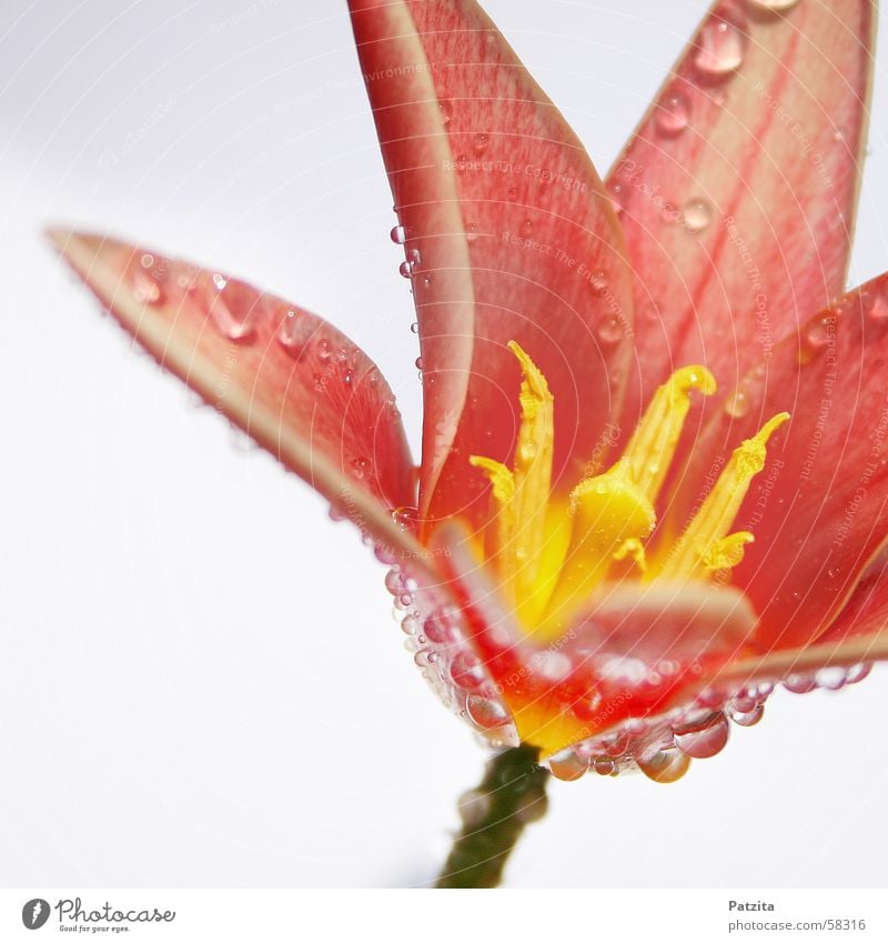 Wilde Tulpe Wassertropfen Blume weiß gelb rot grün Tau Vor hellem Hintergrund