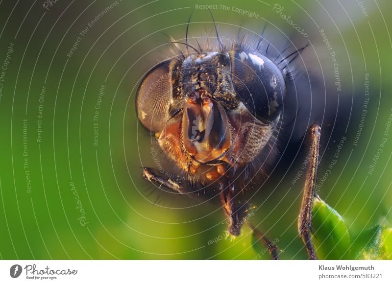 Stark vergrößerter Kopf einer Fliege. Mit den Borsten und den Komplexaugen sieht sie unheimlich aus Umwelt Natur Tier Herbst Tiergesicht 1 exotisch gruselig