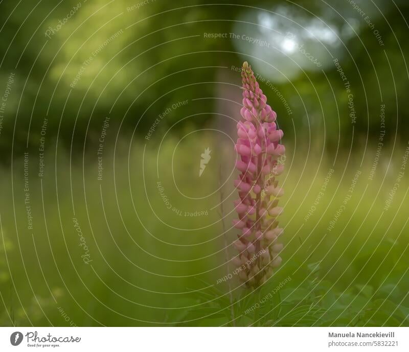 Lupine solo Lupinenblüte Lupinenblüten lupinus Natur violett Pflanze Blume Sommer Blüte rosa Blütezeit Lupinus Wildblume Wiese Flora farbenfroh natürlich wild