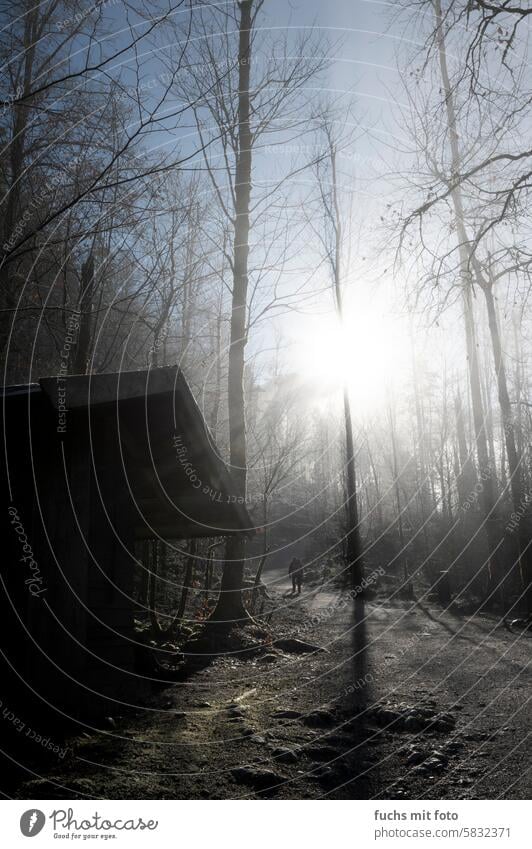 Morgenstimmung im Wagen Wald. Wanderer Morgensonne Winter Sonnenstrahlen Nebel Sonnenlicht Baum Sonnenaufgang kalt Natur Wiese Gegenlicht Landschaft