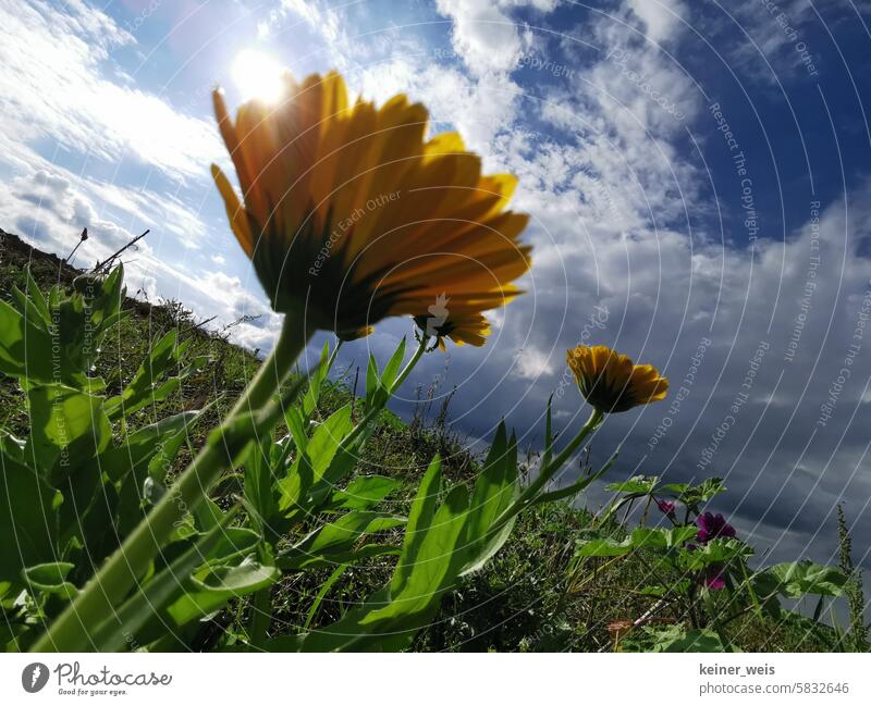 Ringelblume von unten Perspektive Himmel Wetter gewitter bedrohlich Wolken schlechtes Wetter Gewitterwolken Urelemente Blume grün blau Froschperspektive schräg