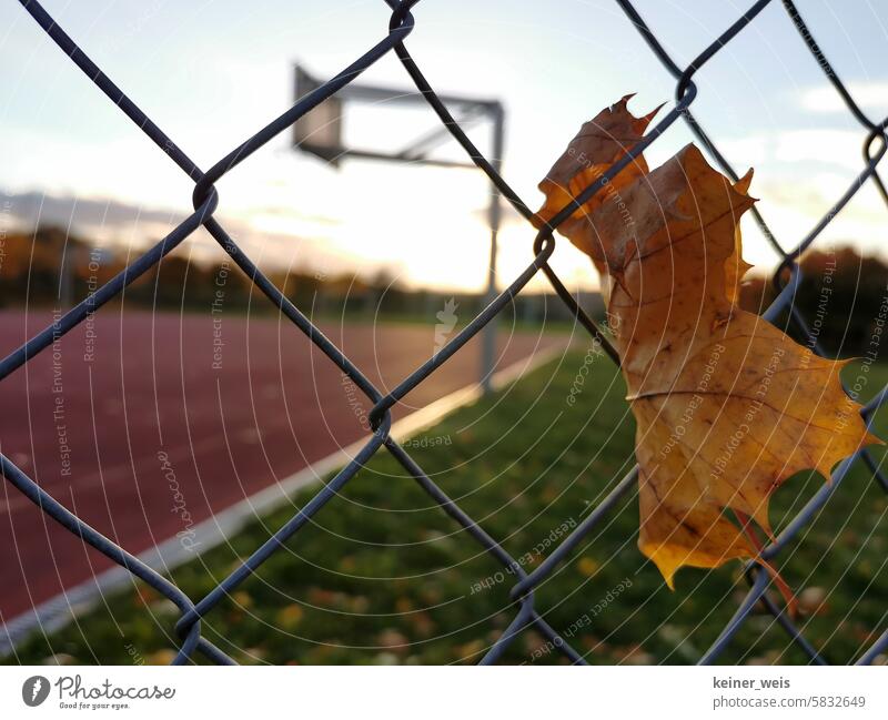 Ein Laubblatt hängt im Maschendrahtzaun am verlassenen Basketballfeld nicht im Korb aber im Netz laubblatt Drahtzaun maschendrahtzaun basketballfeld sportfeld