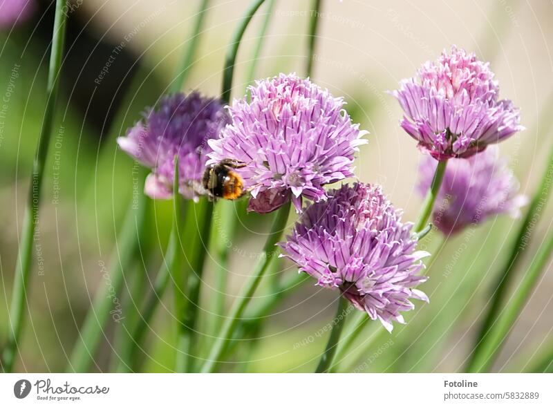 Eine kleine Hummel bestäubt die Blüten des Schnittlauchs. grün Kräuter & Gewürze Pflanze frisch Nutzpflanze Schwache Tiefenschärfe Ernährung Lebensmittel