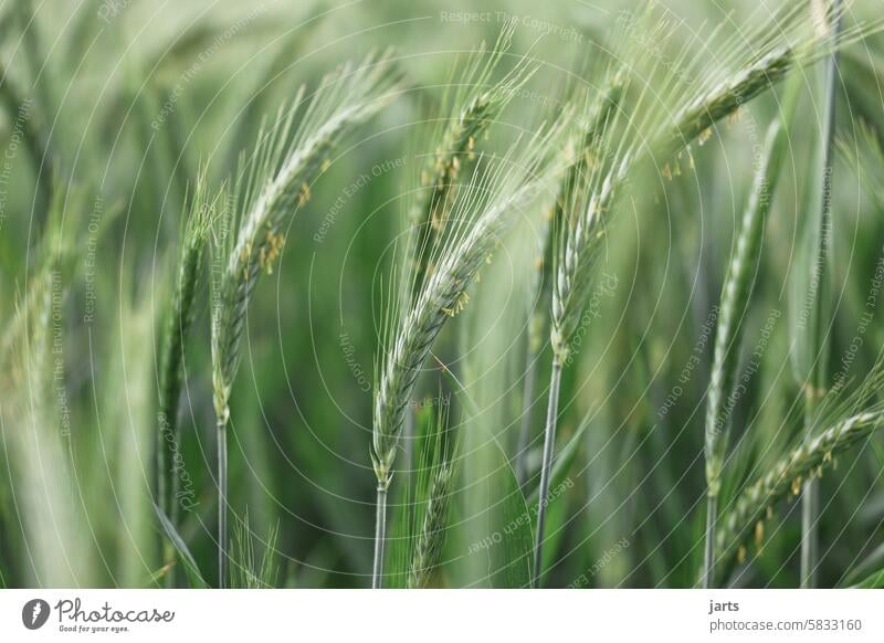 blühendes Getreide Roggen jung grün Blühend Korn Feld Sommer Landschaft Landwirtschaft Ackerbau Kornfeld Getreidefeld Nutzpflanze Ähren Pflanze Ernährung