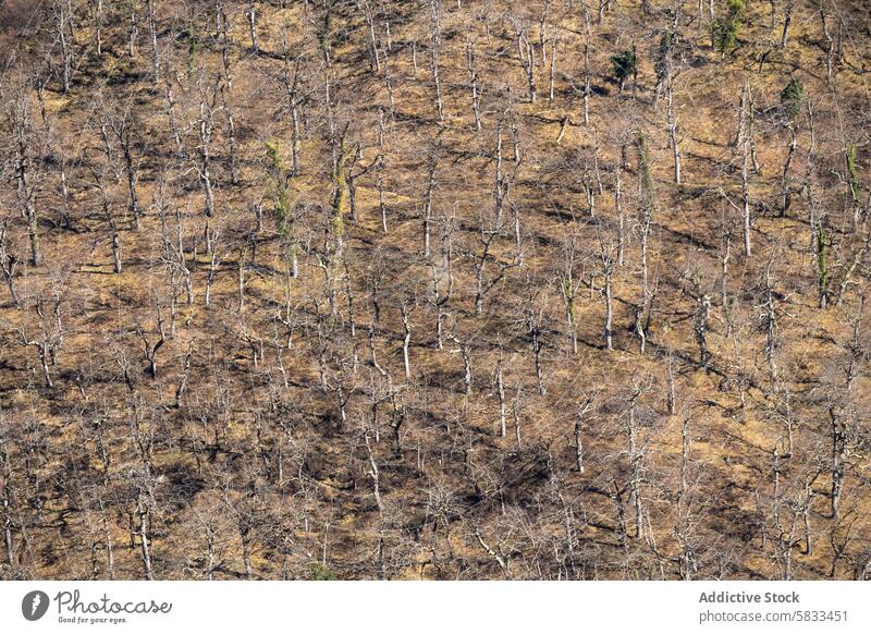 Herbstliche Waldtextur im Valle de Liebana, Spanien Luftaufnahme kahle Bäume Kantabrien Textur Landschaft Gelassenheit Natur im Freien natürliche Szene