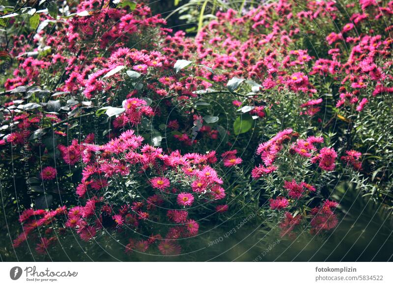 pinke blühende Astern Blumen Gartenblume Pflanze Blüte Blütenmeer Herbst Asteraceae Herbstblume Staude Herbstastern Gartenpflanze Blütezeit