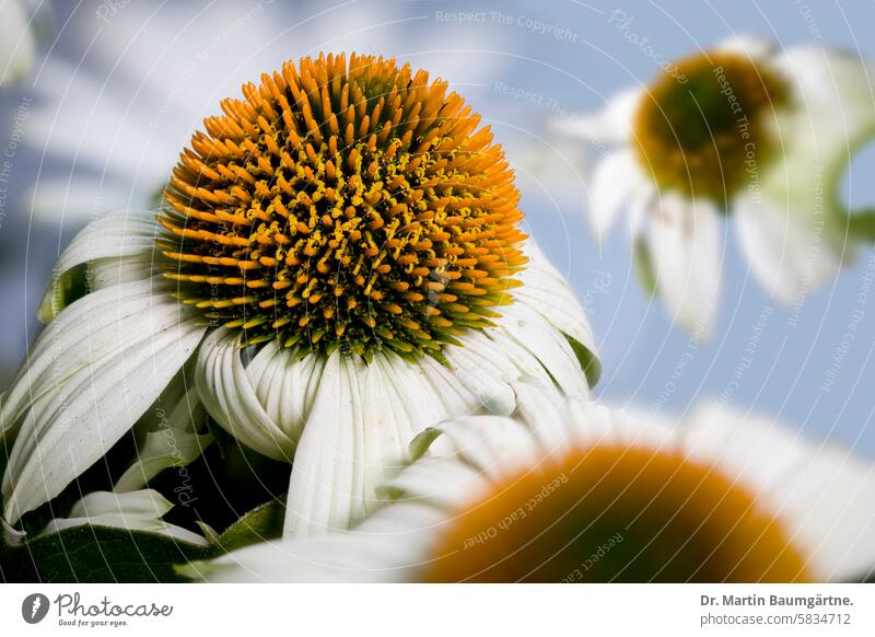 Weiße Form von Echinacea purpurea, Igelkopf. Aus Nordamerika weiß Blütenstand Blütenstände blühen Korbblütler Asteraceae Staude Pflanze Blume aus Nordamerika