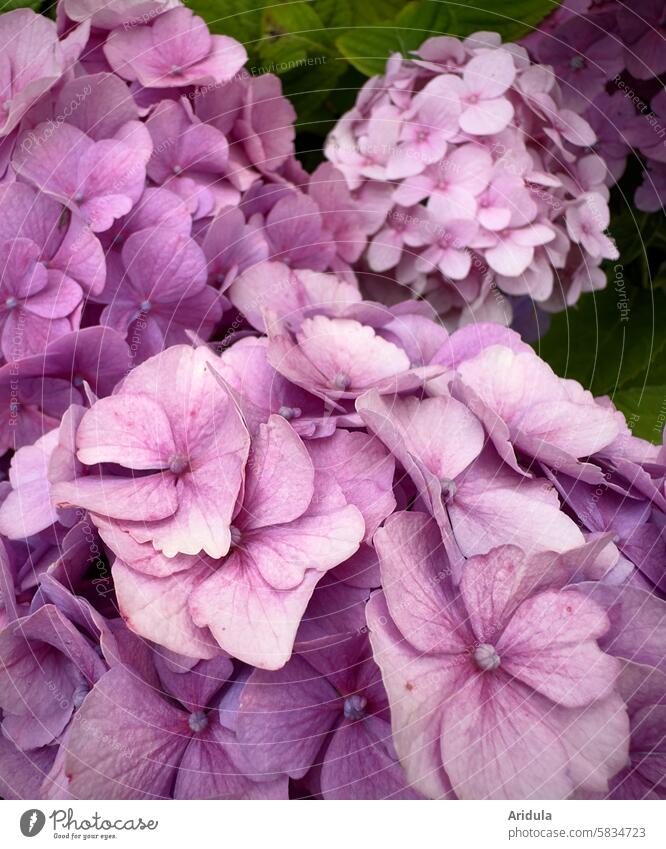 Es ist wieder Hortensienzeit rosa Blume Blüte altrosa violett Hortensienblüte Nahaufnahme Garten Blühend Pflanze