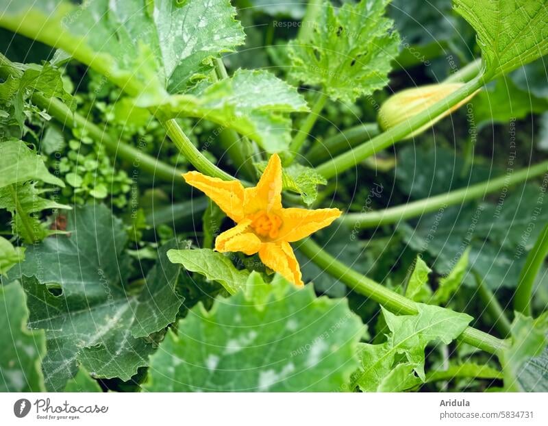 Zucchiniblüte Gemüse Ernte Gemüsegarten Biologische Landwirtschaft Bioprodukte Ernährung Lebensmittel Vegetarische Ernährung Garten Gesunde Ernährung frisch