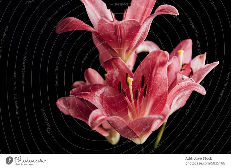 Elegante rosa Lilien auf dunklem Hintergrund Blume Blütenblatt Staubfäden Nahaufnahme Vor dunklem Hintergrund pulsierend filigran Flora Blütezeit Natur