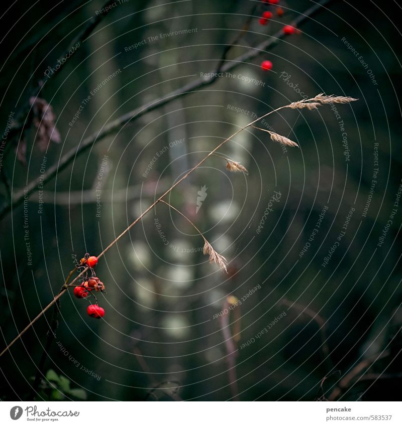 ‰ Natur Pflanze Herbst Winter Baum Gras Sträucher ästhetisch bizarr Erholung Zufriedenheit Vorrat Wintervorrat rot Beeren Pause November Hoffnung Samen Farbfoto