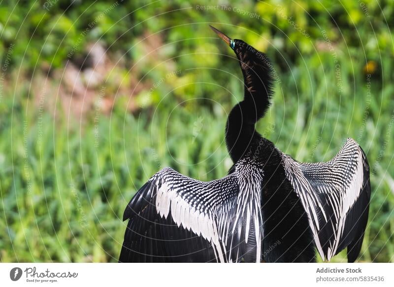 Majestätischer Anhinga-Vogel breitet seine Flügel in Costa Rica aus anhinga Tierwelt Natur Federn Aufstrich Anzeige exotisch tropisch Lebensraum wild Fauna