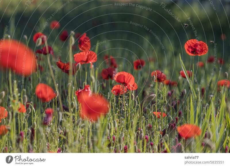 Mohnblütenfest für Bienen und Hummeln Mohnfeld Klatschmohn rot Blume Sommer Pflanze Natur Blüte Feld Idylle Menschenleer Landschaft Wildpflanze Farbfoto