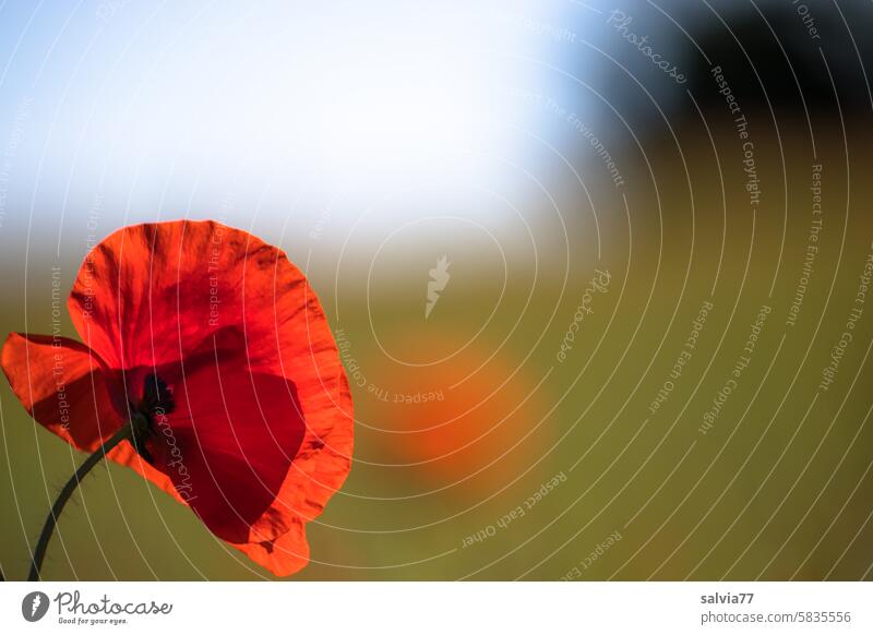 Klatschmohnblüte rot Mohn Sommer Blume Pflanze Blüte Natur Mohnblüte roter mohn Schwache Tiefenschärfe Landschaft Farbfoto Idylle Außenaufnahme Mohnfeld