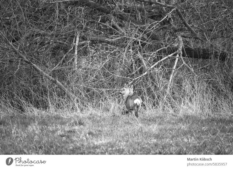 Rehe auf einer Wiese, wachsam und fressend in Schwarz-Weiß. Versteckt zwischen den Büschen Hirsche Bock Wildtier Rehbock Pflanzenfresser Säugetier Hirschkuh