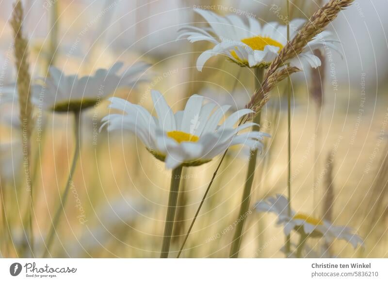 blühende Margeriten auf einer Sommerwiese Wildblumen Wiesenblume Gräser Blüte Wildblumenwiese Unschärfe Blumen ruhig besonders Natur natürlich Umwelt Bienen