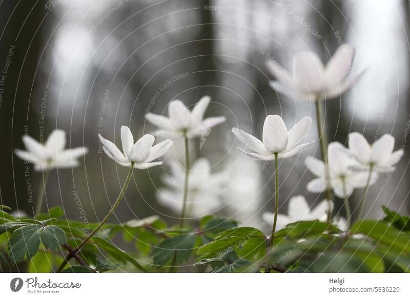 Buschwindröschen Blume Blüte Frühblüher Wald Waldboden wachsen blühen Nahaufnahme Froschperspektive Gegenlicht Blatt Pflanze Natur Frühling Farbfoto