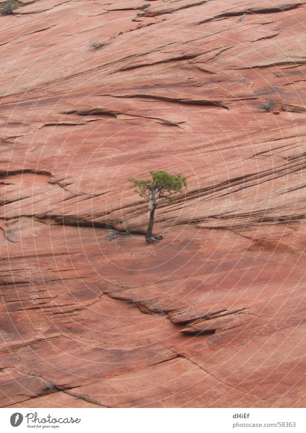 lonely Baum Einsamkeit Felswand Durchsetzungsvermögen Kraft stark klein aufsteigen Karriere