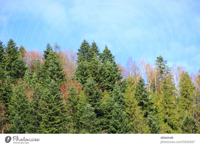 mit Wald bedeckter Berg Natur Berge u. Gebirge Herbst Landschaft Baum feurig Tanne Fichte weißes Holz Buchse Himmel schön wild Geologie Hügel Bäume Höhe Eminenz