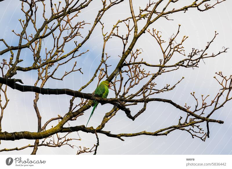 Ein Halsbandsittich als Neozoon auf den kahlen Ästen eines Baumes in der niederländischen Stadt Delft Vogel Großstadt Delfter Blau holländisch exotisch