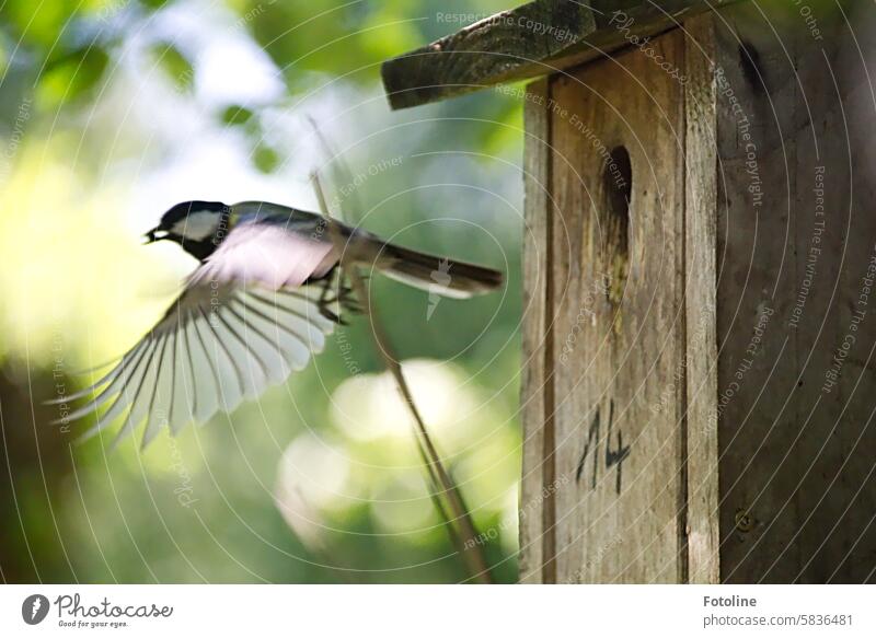 Die kleine Kohlmeise fliegt vom Nistkasten weg. Im Schnabel ein Kackeklümpchen der Küken, die Federn in Vollendung gespreizt. Meise Vogel Natur Tier