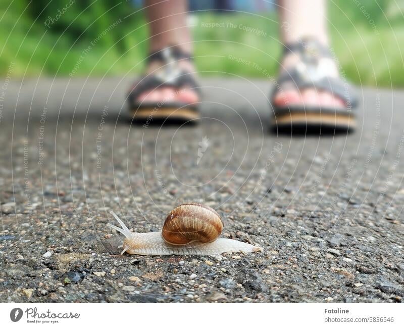 Vorfahrt beachten! Na da hat meine Tochter schon ne Weile gestanden und gewartet, bis die Weinbergschnecke vorbei war. Weinbergschnecken Schnecke Schneckenhaus