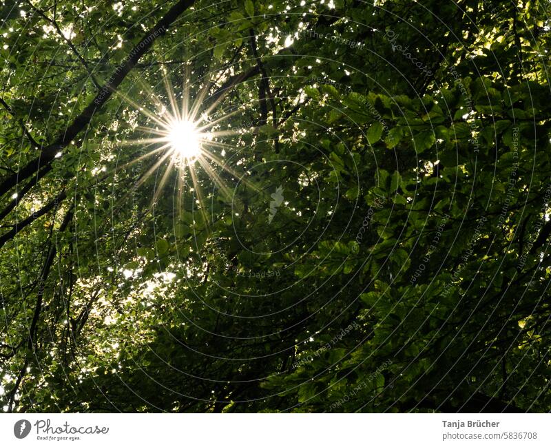 Sonnenstern im Blätterdach Sonnenstrahlen fantastisch Märchenhaft geheimnisvoll verträumt Lichtblick Sonnenlicht Baumkronen Gegenlicht Kontrast Hoffnung schön