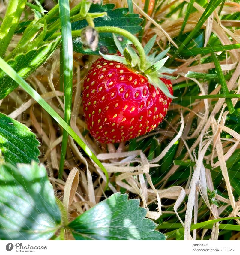 dann ist zeit für‘n snack Erdbeere Frucht frisch Sommer reif lecker süß Erdbeeren Nahaufnahme Beeren saftig Vitamin geschmackvoll rot