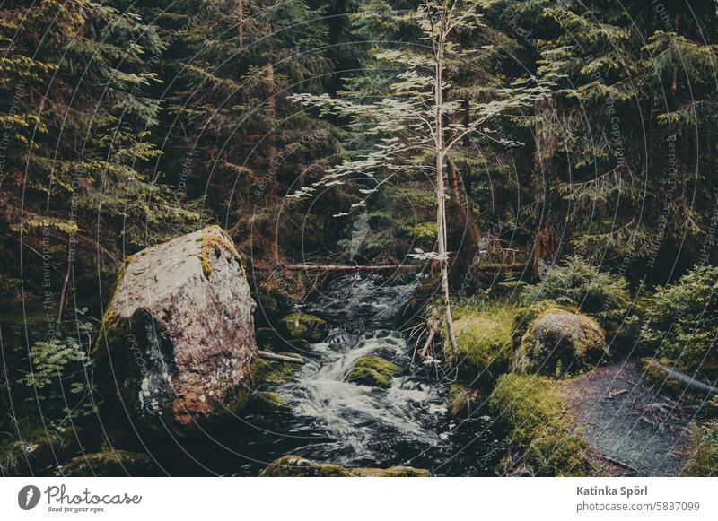 Fels am Bach neben Wanderweg im Wald Natur Felsen felsig wandern Landschaft Wasser fließen Berge u. Gebirge grün wild wandern in der natur fichtelgebirge