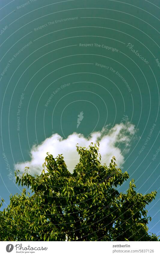 Wolke hinter dem Kirschbaum abend ast dämmerung erholung erwachen ferien garten himmel kleingarten kleingartenkolonie menschenleer nachbarschaft natur pflanze