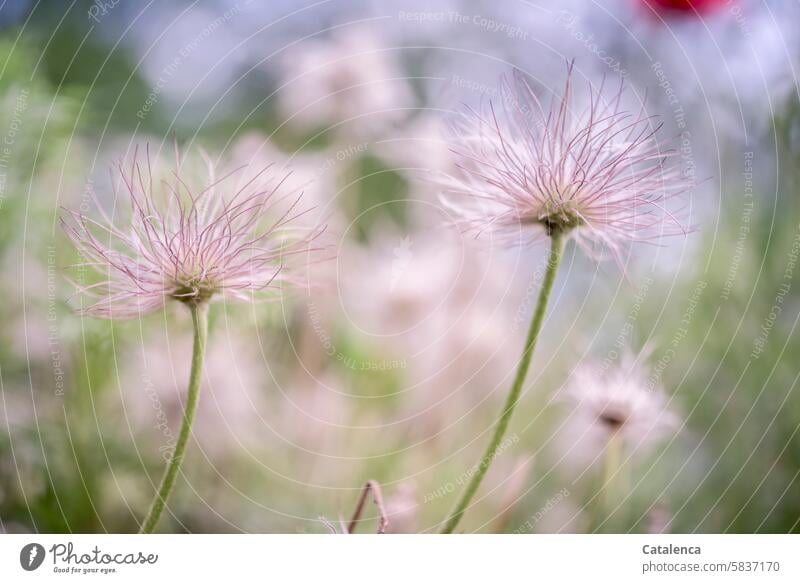 Verblühter Fruchtstand einer Küchenschelle Natur Flora Pflanze Blume Tag Tageslicht Garten verblühen Blüte wachsen Gewöhnliche Küchenschelle