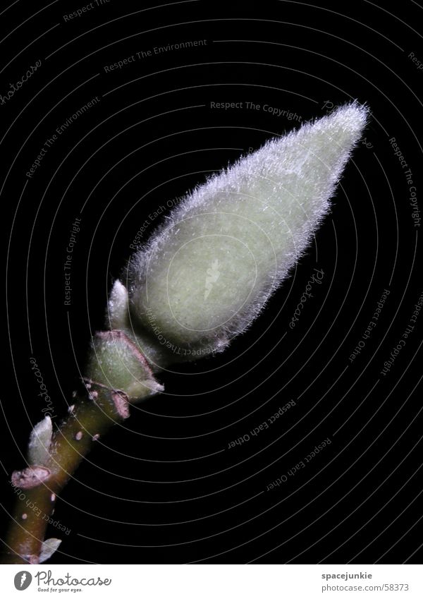 Magnolia Magnoliengewächse Tulpenmagnolie Holz braun Filz weiß schwarz Frühling Makroaufnahme Blütenknospen Zweig