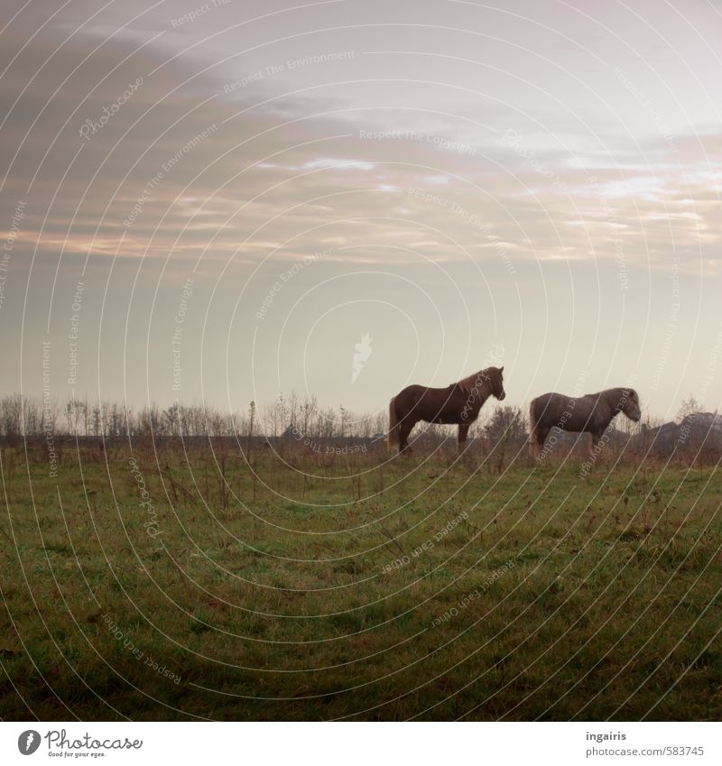 Warten auf den ersten Schnee Natur Landschaft Himmel Wolken Horizont Herbst Winter Pflanze Gras Wiese Feld Weide Tier Nutztier Pferd Island Ponys 2 beobachten