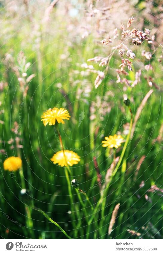 löwenzahn Unschärfe Sonnenlicht Außenaufnahme Farbfoto sommerlich gelb Wärme schön Wachstum Duft Blühend Feld Wiese Park Garten Löwenzahn Wildpflanze Blüte