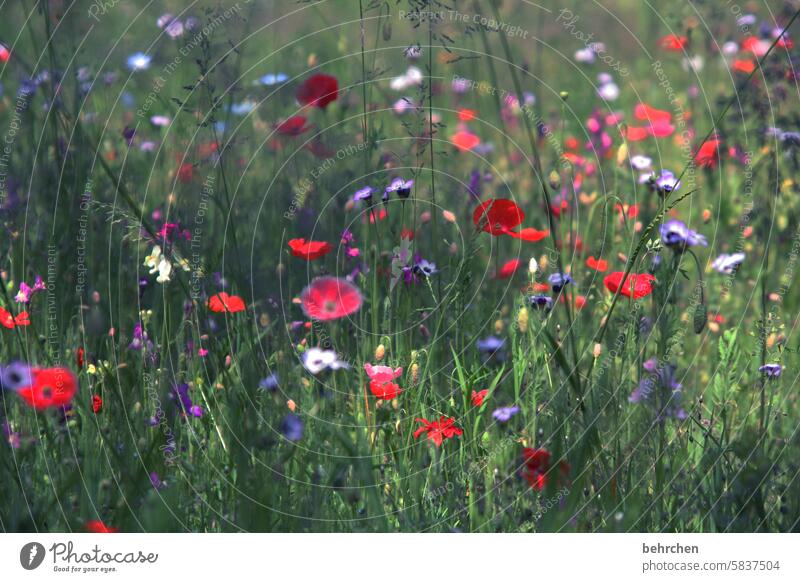 mohnliebe Mohnblüte Mohnblume Natur Duft Blüte Wiese Blatt prächtig Schönes Wetter Unschärfe leuchtend Farbfoto Feld Gräser mohnblumen kornblumen Blume blühen