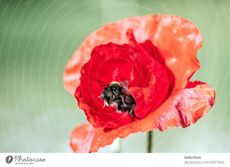 hummel auf mohn Detailaufnahme zerknittert faltig Nahaufnahme Wiese schön Nutzpflanze Blütenblatt Wärme Wildpflanze Farbfoto rot Pflanze Natur wunderschön