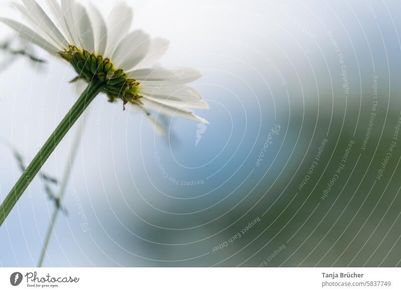 Verträumte Margerite Blume Blüte weiß Frühling Blühend Garten Wiese Sommer Natur verträumt Leichtigkeit zart Wiesenblume Wildpflanze Nahaufnahme nach oben