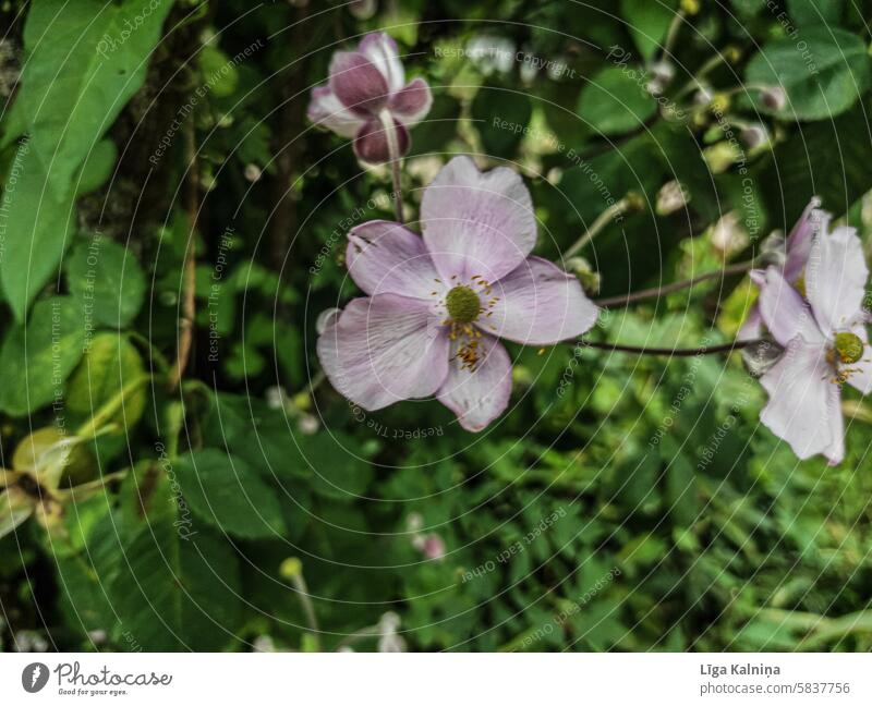 Rosa Blume Blüte Gartenblume Tageslicht natürlich Unschärfe blühende Blume Blütenblätter Frühling Natur Blühend Blütenblatt rosa rosa Blume Clematis