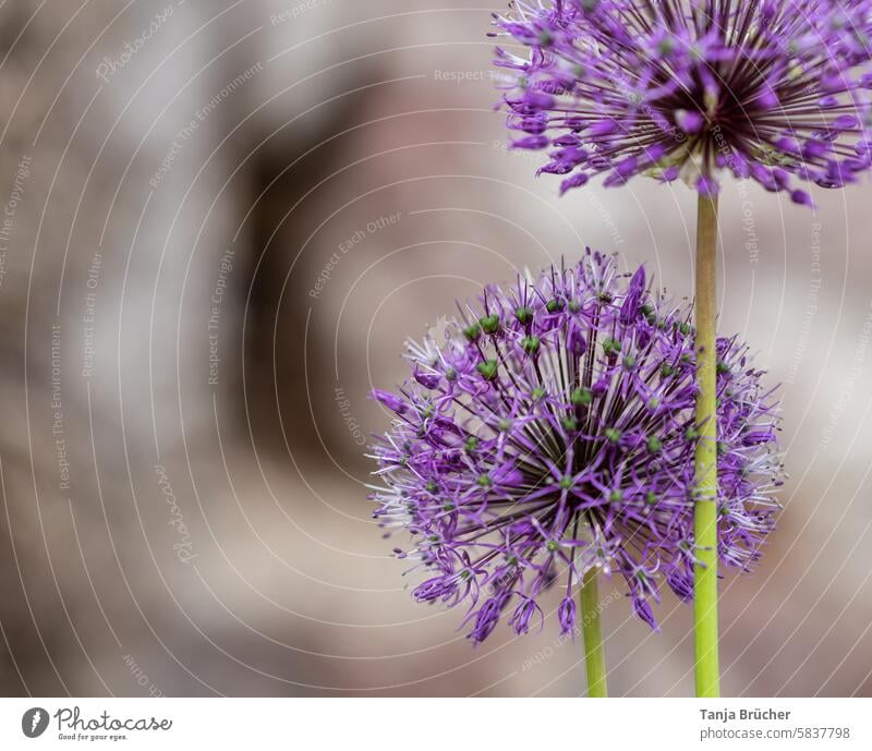 Lila Kugel (Zierlauch) Allium allium zierlauch blütenzart winterhart Blütenstand Allium insensiodorum Hingucker harmonisch lila samenkapseln ganz viele samen