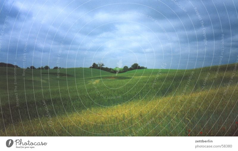 Einfach Landschaft Feld Wiese Gras Baum Wolken Horizont Sommer Rügen Ferien & Urlaub & Reisen Erholung Himmel Getreide Ferne Natur