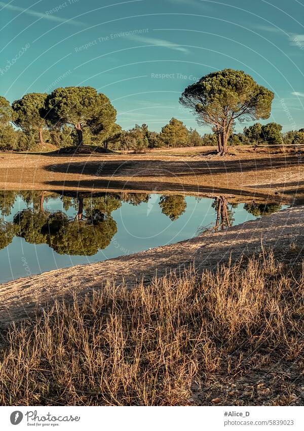 Landscape of the Dam Reservoir in Santa Susana Alentejo agriculture alentejo background beautiful beauty blue blue and teak chamomile flowers colorful colors