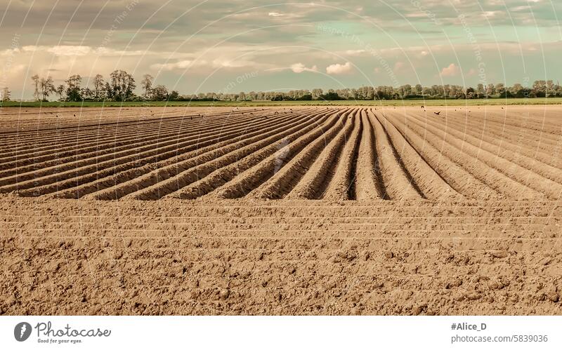 Umwelt und Landwirtschaft in NRW Deutschland Ackerbau Architektur braun Wandel & Veränderung Schornstein Klima Wolken wolkig co2 Kohlebefeuerung kühlen Kornfeld