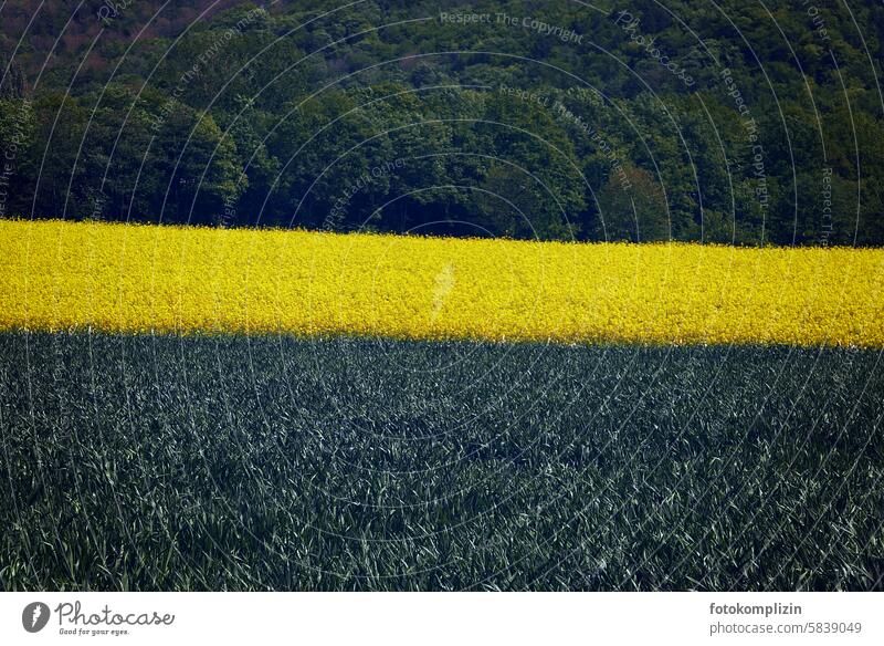 Wald, Raps- und Getreidefeld Rapsfeld gelb grün Feld Landwirtschaft Rapsanbau Rapsblüte Streifen Waldrand Natur Landschaft Nutzpflanze Ackerbau quer gestreift