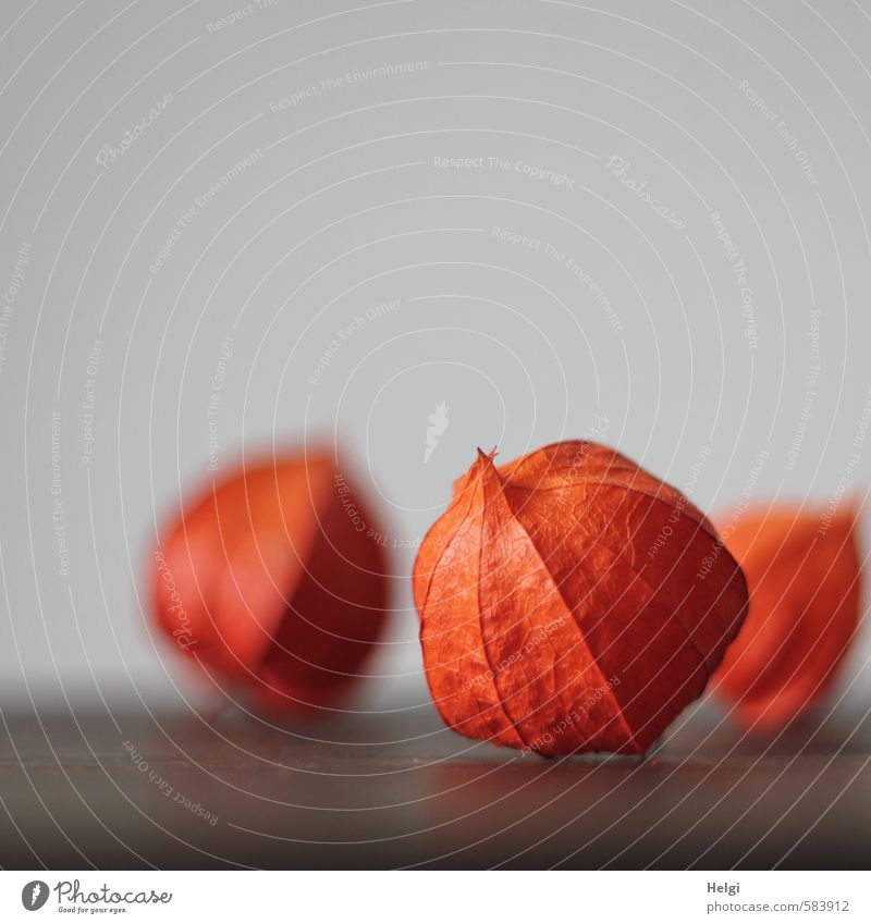 Physalis alkekengi Pflanze Herbst Blume Lampionblume Frucht liegen ästhetisch authentisch schön natürlich trocken braun grau orange einzigartig Hülle Farbfoto