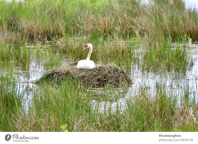 Schwan beim Brüten im Vogelschutzgebiet Dankmarshäuser Rhäden brüten Nest Dankmarshausen Eier Weibchen Nachwuchs Junges Brutzeit Monate Wochen Tier Wildtier